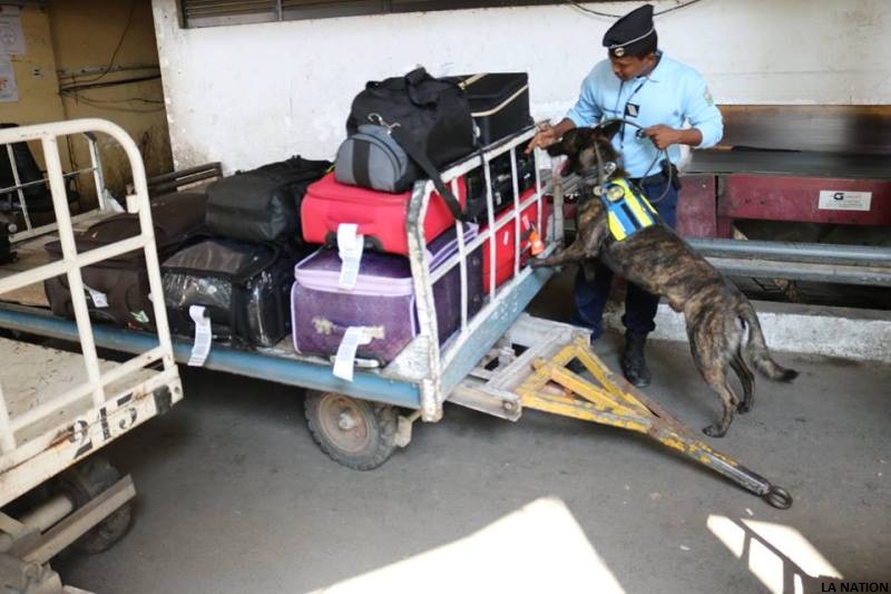 Gendarmerie nationale - Une brigade d’intervention « cynophile » à pied d’oeuvre au sein de l’AID
