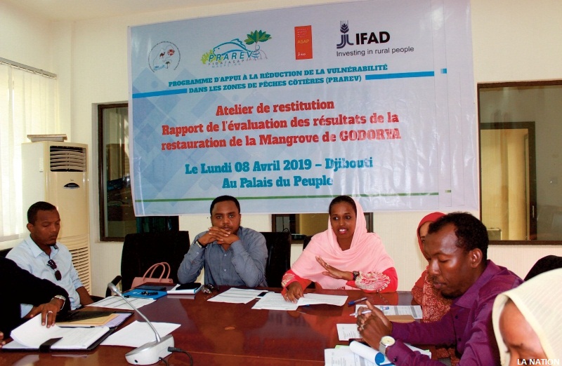 PRAREV Restauration de la mangrove de Godoria : L’état des lieux