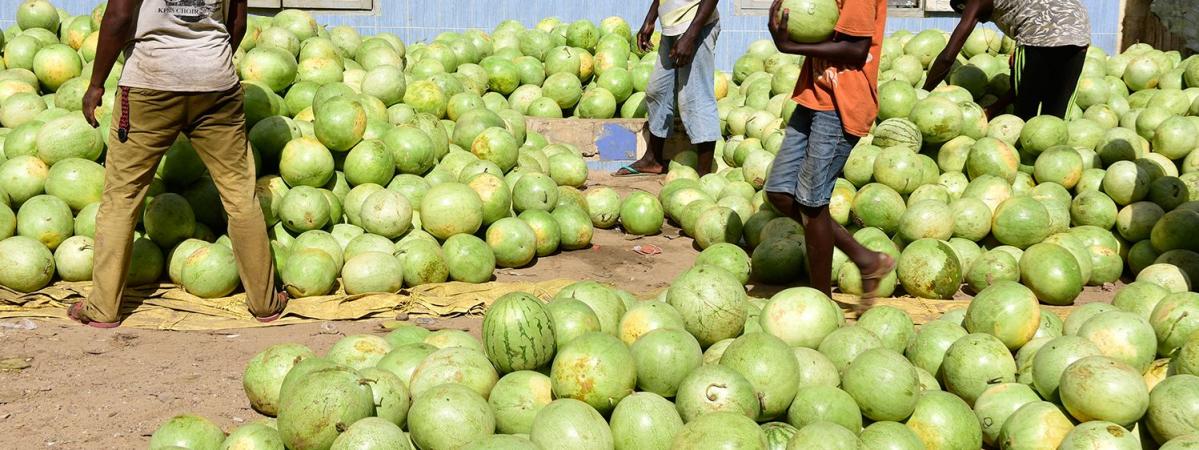 Ramadan : Une forte demande locale en pastèque