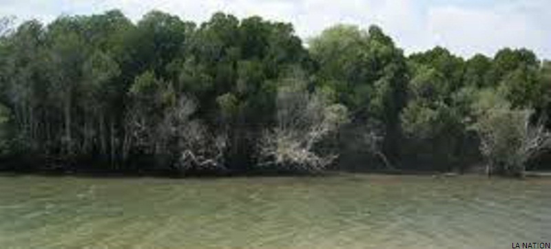 JME 2019 La mangrove : Entre mer et terre, une forêt en danger