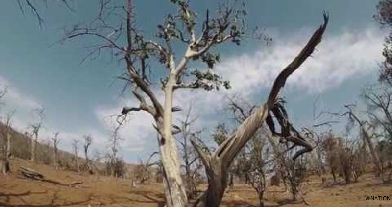 La forêt du Day en proie au phénomène de la désertification selon un rapport du ministère de l’Environnement