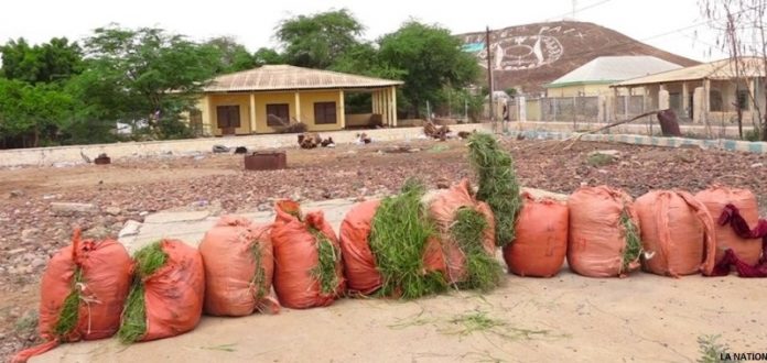 Ali Sabieh Saisie et incinération de 10 gros sacs de khat de contrebande 1