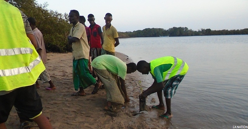 Obock : Des actions protectrices des mangroves