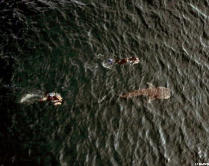 Nausicaa présente la «Mission Requin Baleine Djibouti» du 4 au 11 janvier 2020 (2)