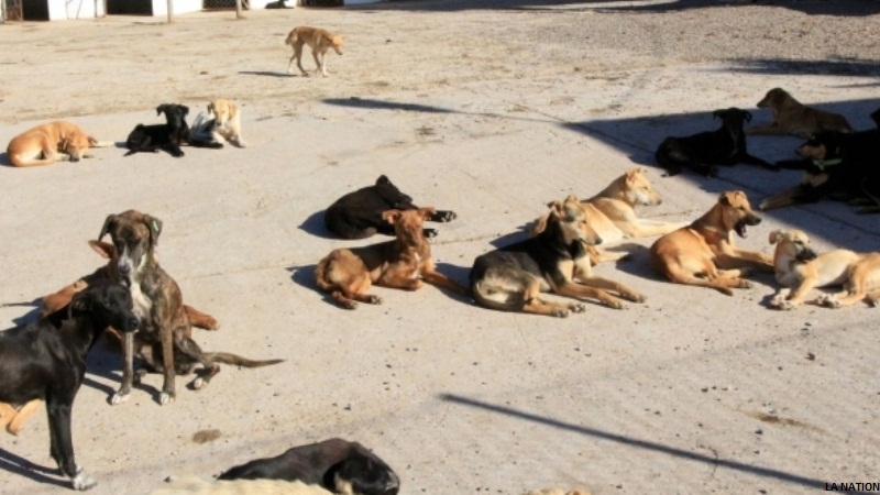 Ces chiens errants qui nous pourrissent la vie