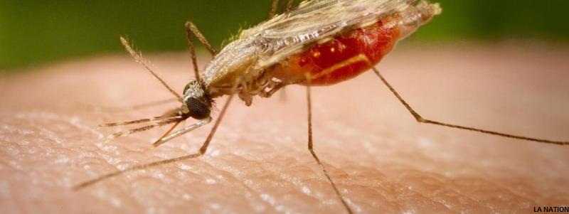 ALLO DOCTEUR : Le paludisme (suite)…