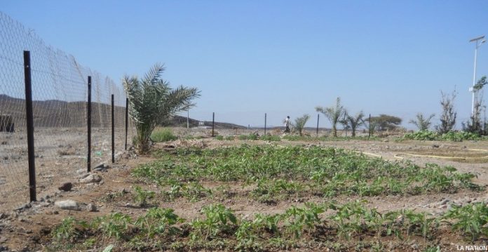 Région d’Ali-Sabieh du vert à vue d'œil