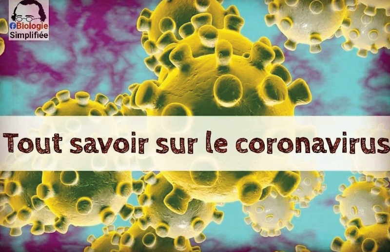 Tout savoir sur les coronavirus