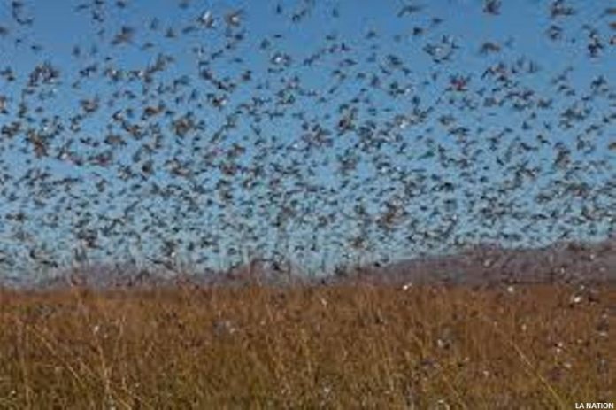 Invasion de criquets pèlerins à Tadjourah (1)