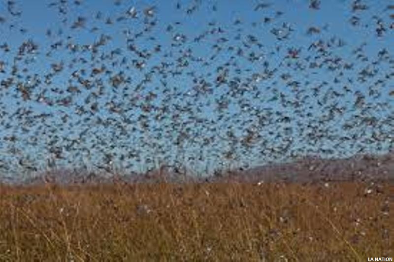 Invasion de criquets pèlerins à Tadjourah