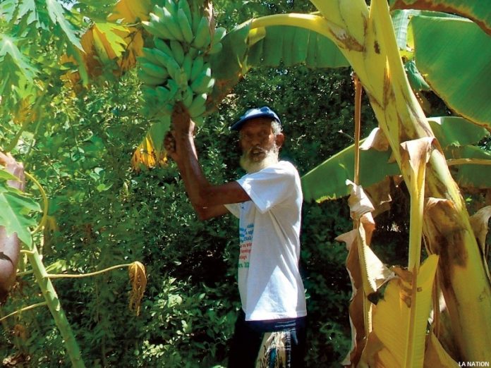 Daher Obsieh Aouled De globetrotteur à jardinier pionnier dans la localité agricole d’Assamo (2)