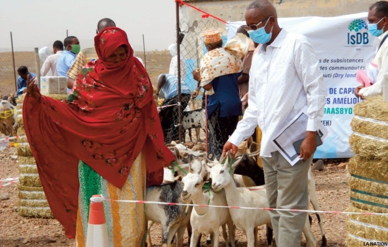 Région d’Ali-Sabieh : Don de cheptels aux éleveurs de la localité de Faradil