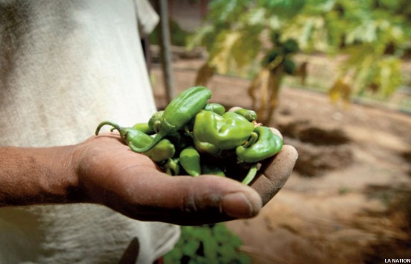 MUET et PNUD : Un partenariat pour l'avenir de la durabilité à Djibouti
