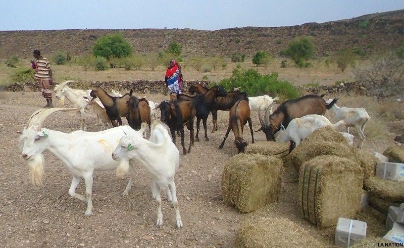 Région d’Ali-Sabieh : Don de caprins boucs de races améliorées aux éleveurs des localités rurales de Doureh, de Daasbiyo et de Faradil