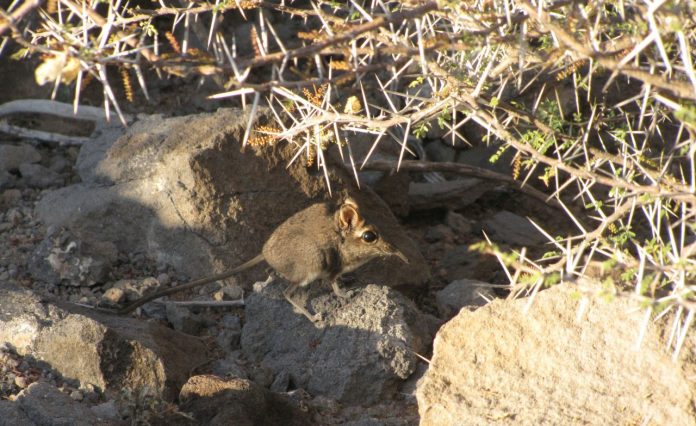 Faune et science La Musaraigne-éléphant de Somalie ou « Somali Sengi » (Elephantulus revoili) redécouverte à Djibouti par de jeunes scientifiques français. (1)