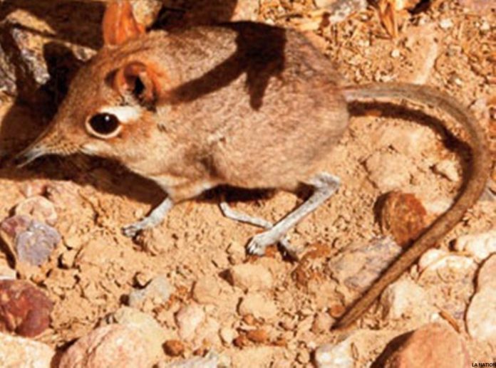 La (re) découverte de la musaraigne-somali par la communauté scientifique à Djibouti la différence entre l’émotionnel et la science (2)