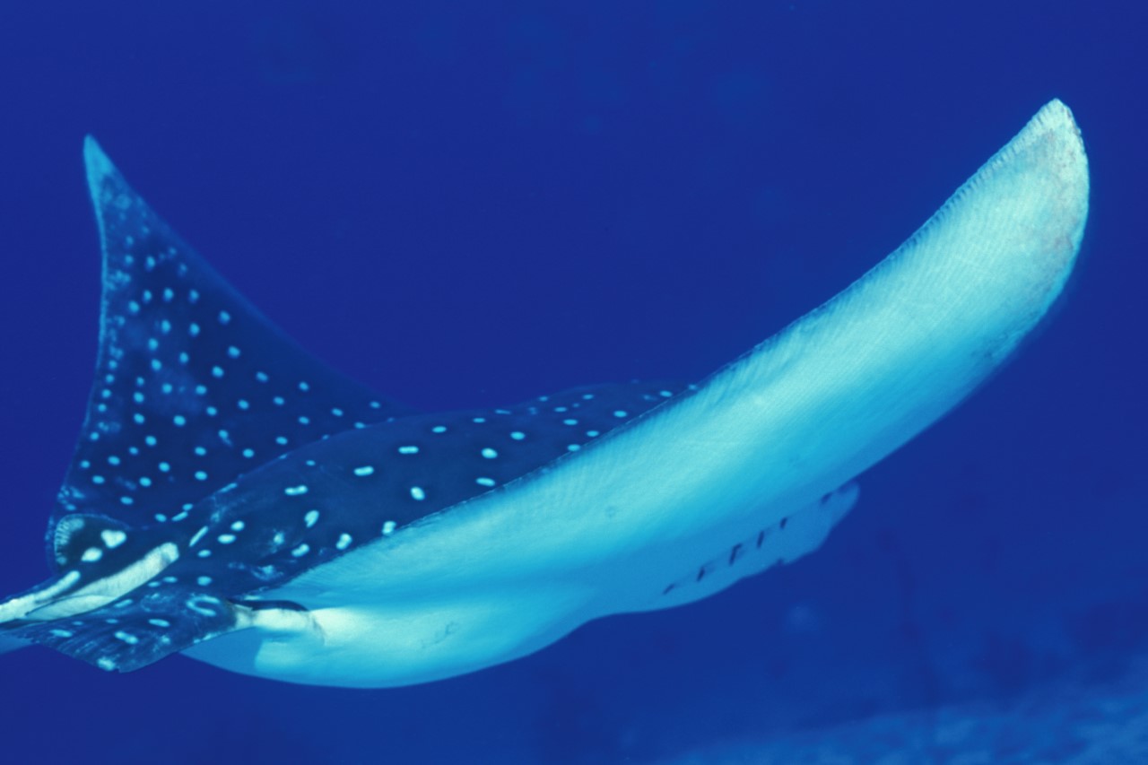 La protection de la biodiversité marine : une priorité à Djibouti