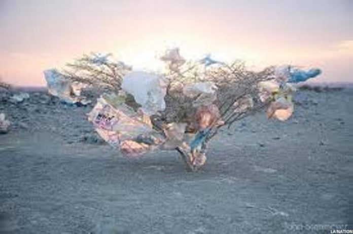 La prolifération des sachets plastiques à Djibouti quels impacts sur l’environnement