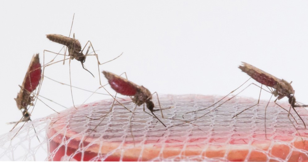 ÂLLO DOCTEUR ! Le retour du paludisme