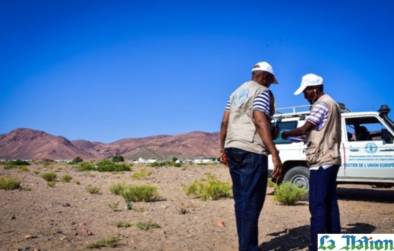 FAO/MAEPE-RH : Criquet pèlerin : La traque continue dans les régions du Sud de Djibouti