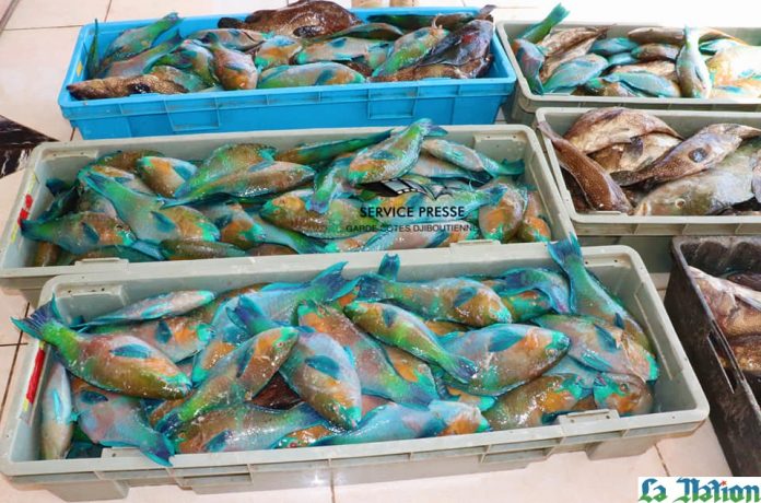 Garde- côtes Halte à la pêche illégale (2)