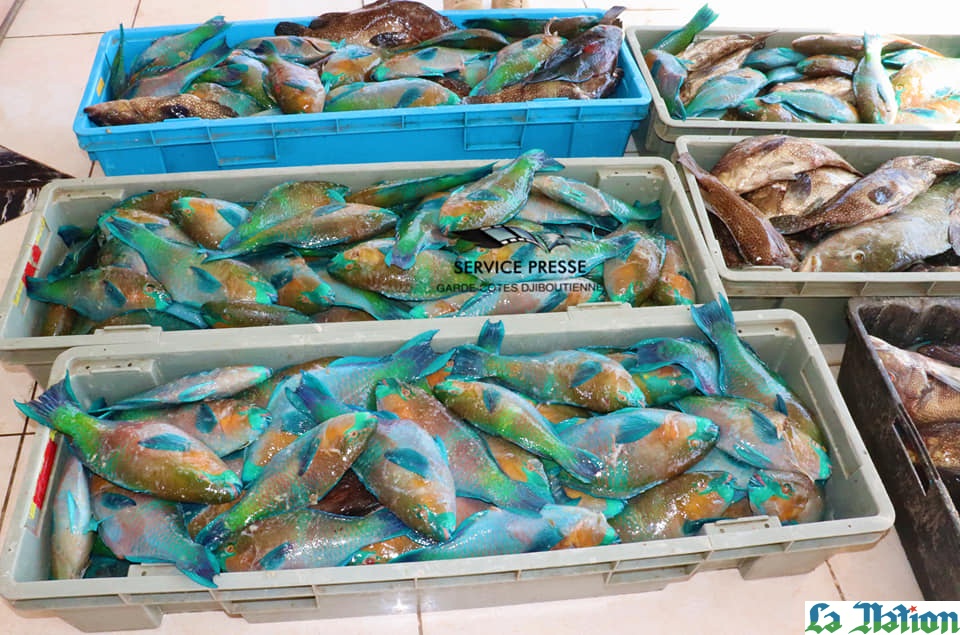 Garde- côtes : Halte à la pêche illégale