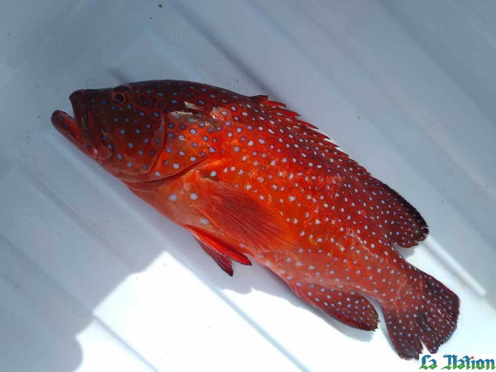 Zoom sur le projet d’aquaculture de Douda