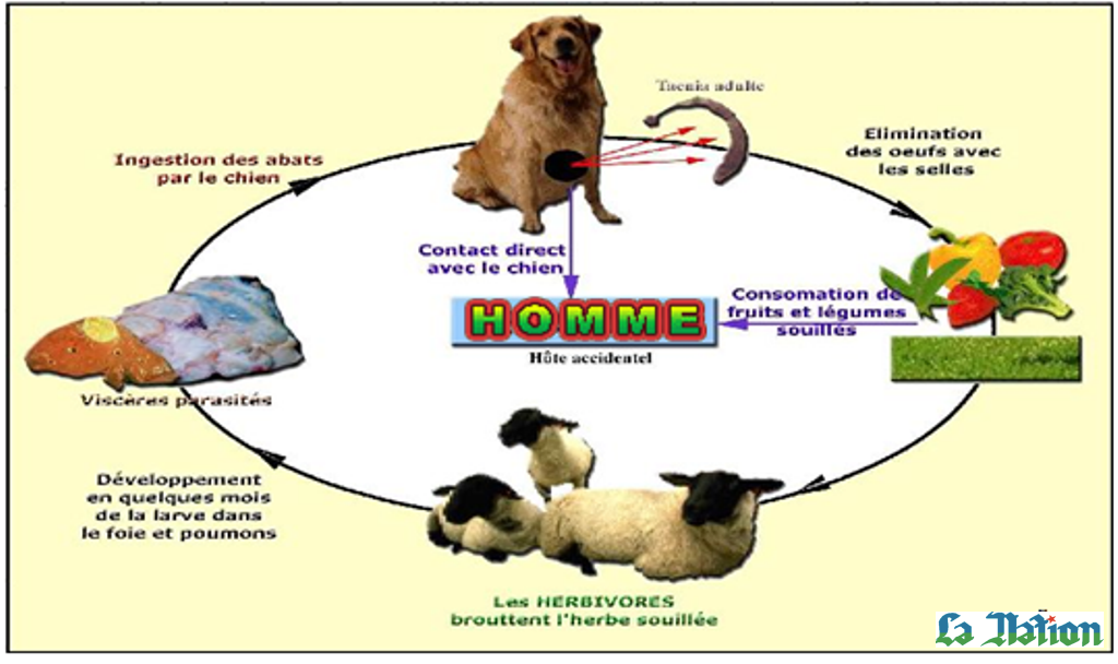 Prolifération et nuisances des chiens errants: Nouvelle méthode de lutte