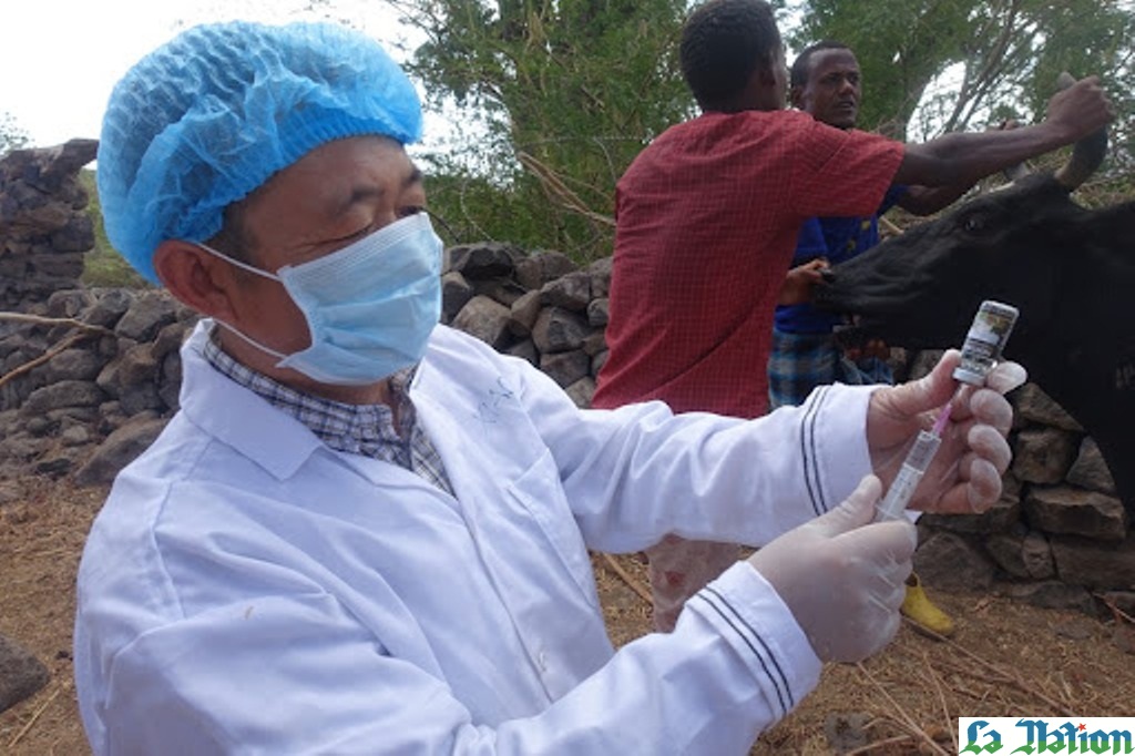 La campagne de déparasitage menée par des experts chinois aide Djibouti à protéger ses élevages