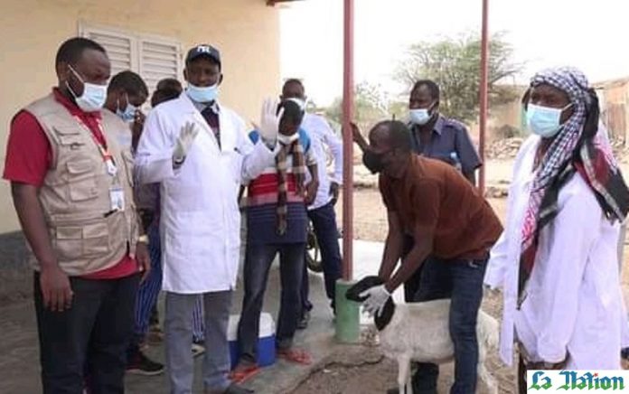 Région d’Ali-Sabieh - Vers une éradication de la peste des petits ruminants (3)