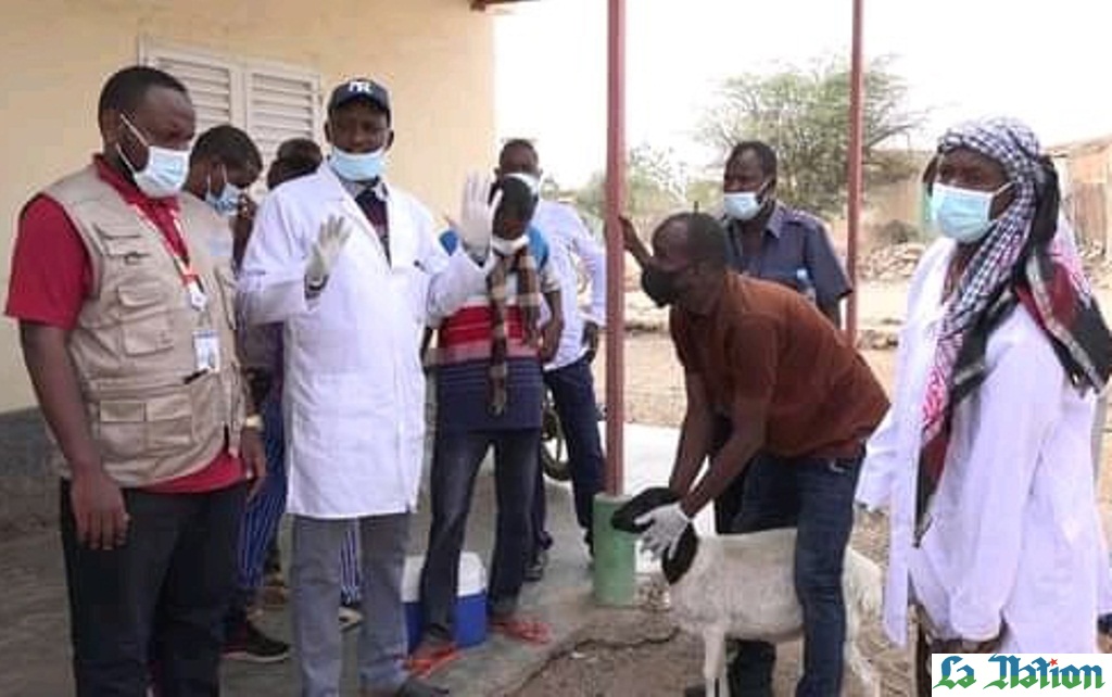 Région d’Ali-Sabieh - Vers une éradication de la peste des petits ruminants