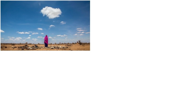 DOCUMENT Vagues de chaleur : en Afrique aussi, les forêts brûlent Comme l'Europe, le continent africain fait face à des vagues d'extrême-chaleur.