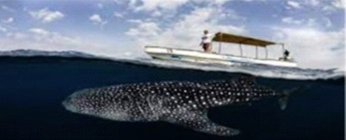 Comment Djibouti veut devenir un épicentre du tourisme vert