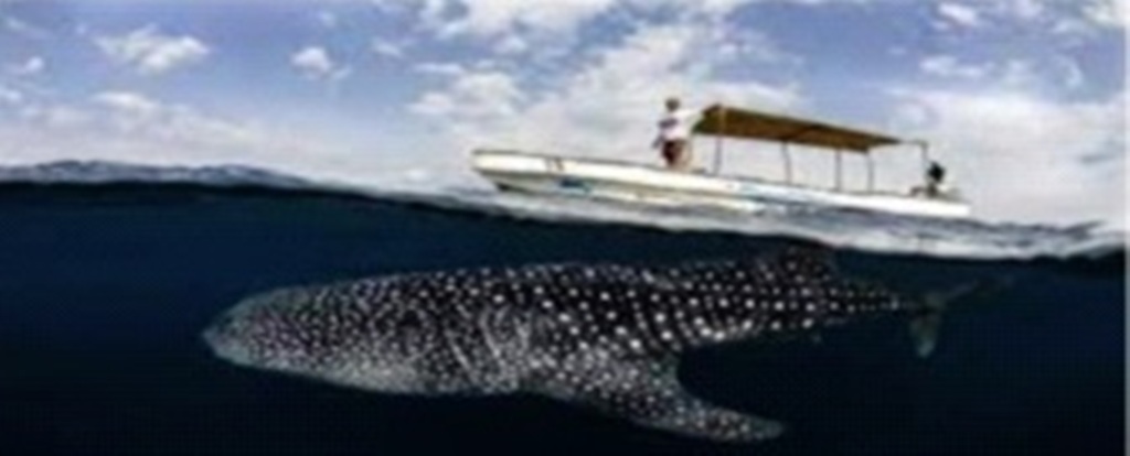 Revue de presse : Comment Djibouti veut devenir un épicentre du tourisme vert