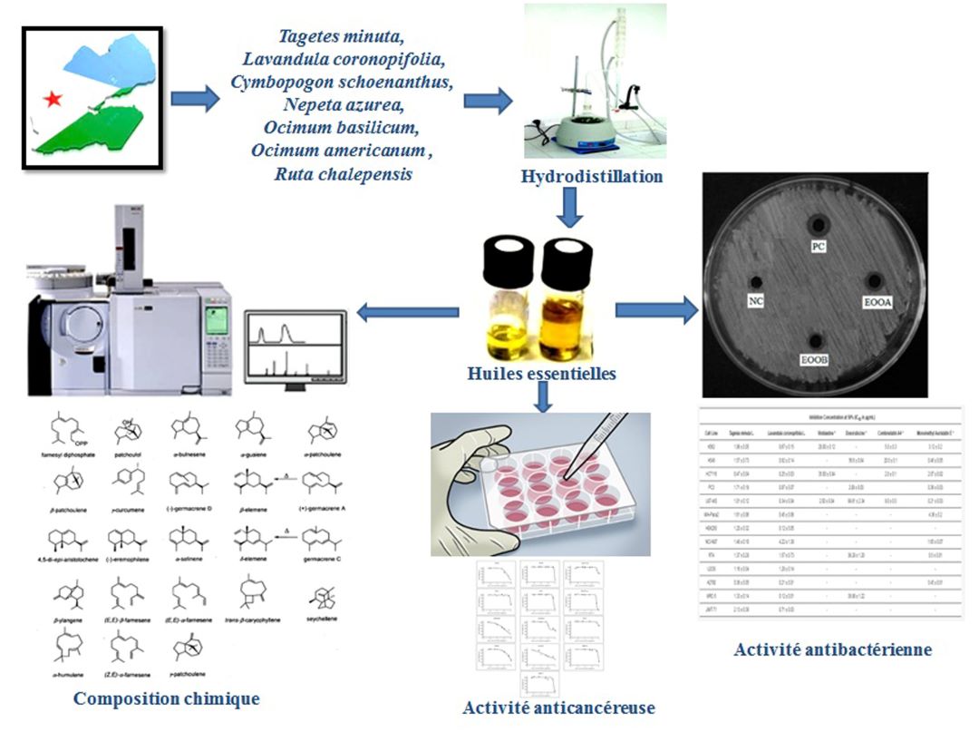Nouvelles voies de la valorisation des plantes médicinales dans le traitement des maladies cancereuses et microbiennes