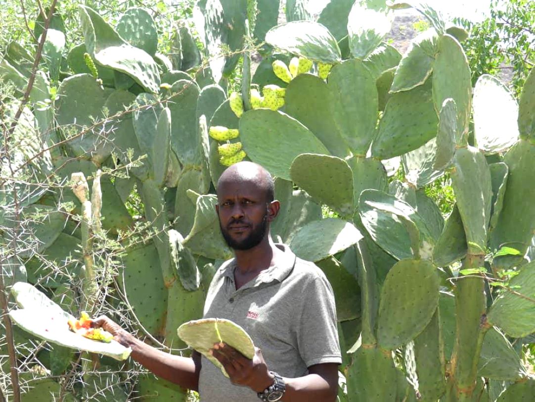 INITIATIVE : Le figuier de barbarie : une promesse d'avenir pour le monde rural