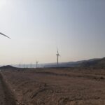 Leolien-une-realite-a-Djibouti-4