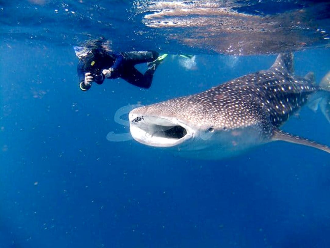 CONSEIL DES MINISTRES : Le gouvernement opte pour la protection et l’attraction touristique des Requins-Baleines à Djibouti