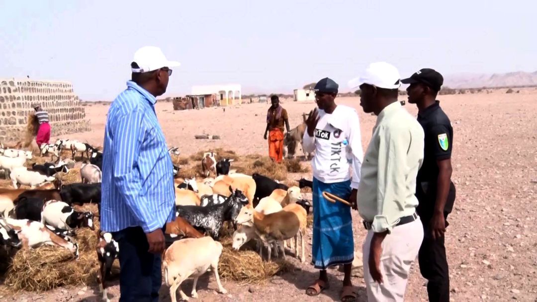 Riposte contre la sécheresse : Distribution de foin pour sauver le bétail dans la région d’Obock
