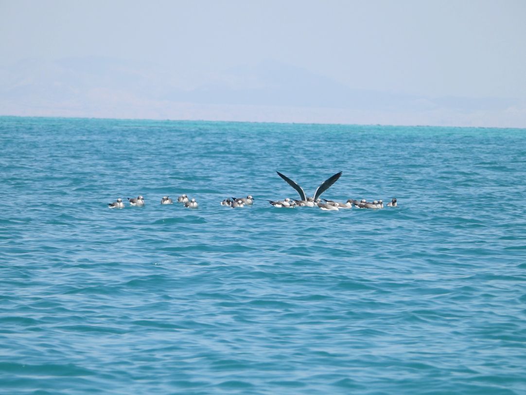 Djibouti s’engage pour la protection de la haute mer : un pas décisif vers une gestion durable de la biodiversité marine