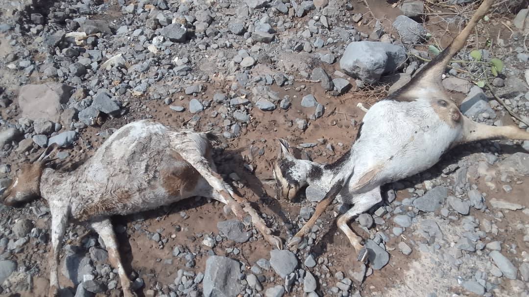 Weïma dans la région de Tadjourah : Après la pluie, un bilan dramatique