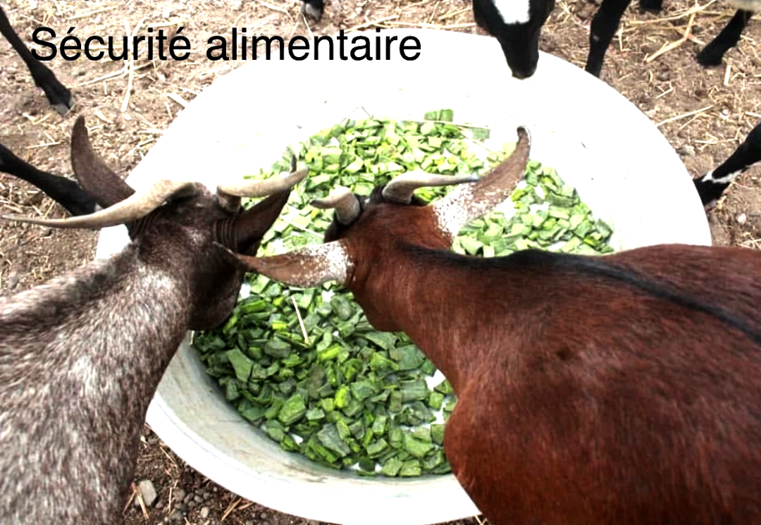 Sauver l’environnement par des Solutions d’Adaptation Fondées sur la Nature (SaFN) : Un pari réaliste confirmé à Addis-Abeba