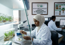 À Djibouti, la renaissance des palmeraies porte l’espoir des oasis