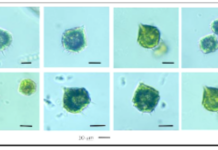 Mystérieuse mortalité de poissons à Djibouti Un bloom d’algues microscopiques pointé du doigt