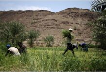 Agroécologie et agroforesterie : Bâtir la résilience