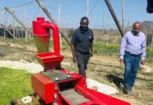 Tadjourah : Le maralfalfa, nouvel atout pour l’élevage et la résilience locale