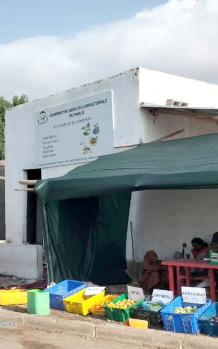 MABLA UNE PÉPINIÈRE POUR ENRACINER L’AVENIR AGROPASTORAL (2)