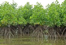 Mangroves et climat : une étude clé pour l’avenir de Djibouti