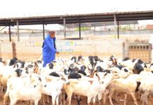 Mowlid Houssein Warsama : « La société d’investissement solidaire gestionnaire de l’abattoir de Djibouti joue un rôle clé dans l’approvisionnement local en viande »