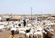 À l’approche de l’Aïd Al-Adha, le marché aux bestiaux de Balbala retrouve son effervescence
